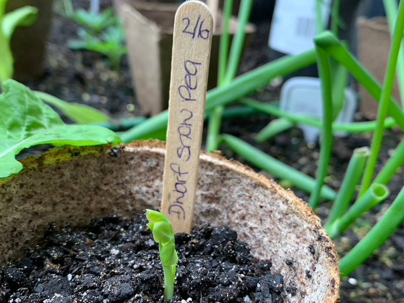 Close-up of a biodegradable seedling pot with a small green sprout emerging from the soil, labeled “Dwarf Snow Pea” on a wooden stick marked with the date "2/6". Other seedlings and pots are blurred in the garden background.