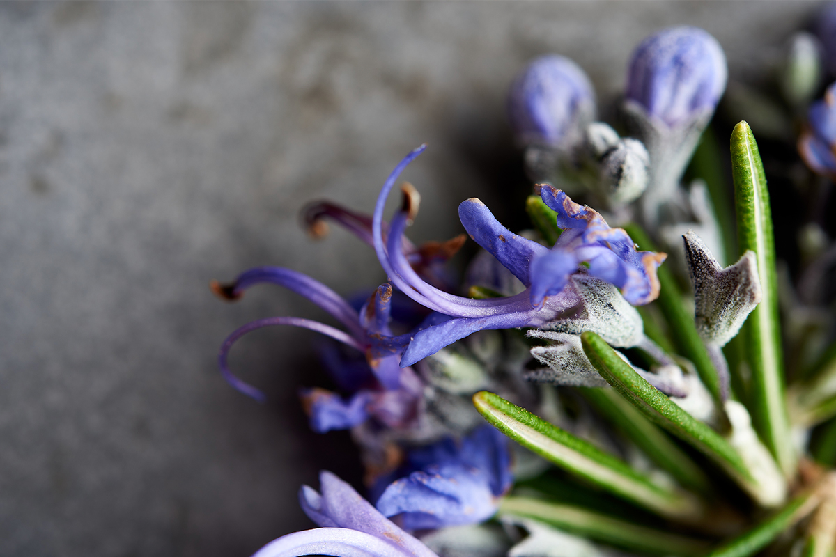 Close-up of blooming rosemary flowers with soft purple petals and needle-like green leaves, highlighting one of the many plants used to extract essential oils. This image visually supports the question “what are essential oils” by showing a botanical source rich in aromatic compounds.