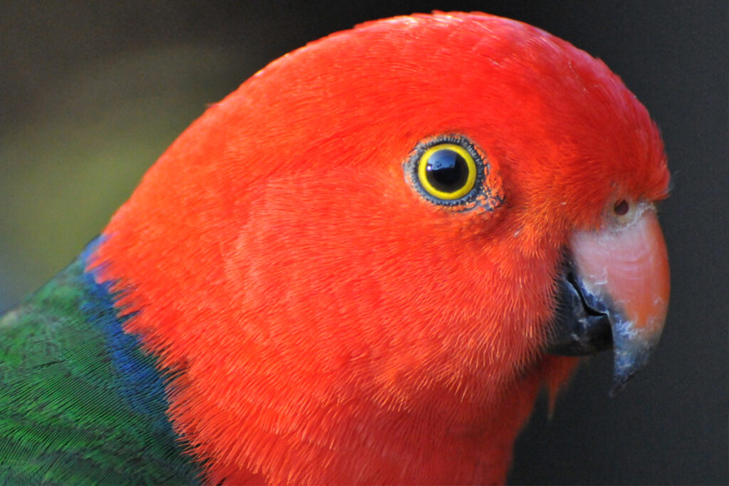 Close-up of a male King Parrot with vivid red feathers on its head and chest, and green and blue plumage on its wing, captured in sharp detail. This photo, taken by my younger son, highlights how hands-on homeschool projects can nurture photography skills and nature observation.