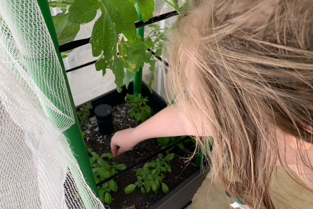 Child reaching into a small greenhouse planter to tend to young leafy greens beneath tomato plants. Gardening as a sensory-friendly, grounding activity woven into a homeschool rhythm for hands-on, nature-based learning.