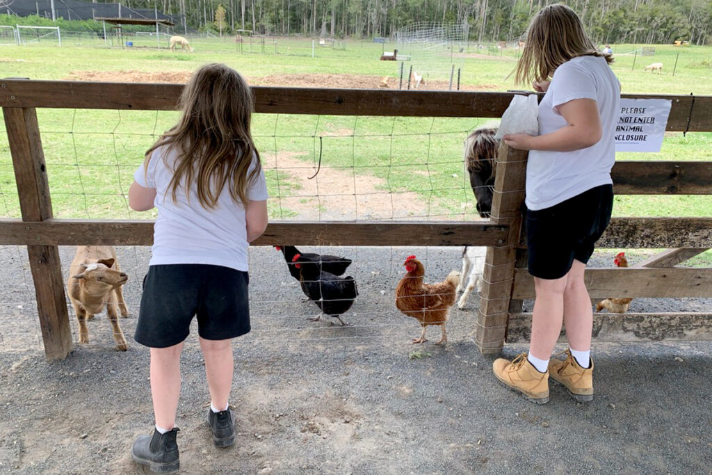 Two boys feeding farm animals through a fence during a homeschool activity.