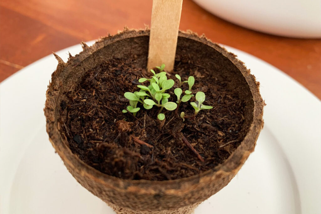 Close up of tiny green seedlings sprouting in dark soil inside a biodegradable peat pot with a wooden plant marker. The small hands on growth moment supports neurodivergent learners with a concrete visual way to track progress.